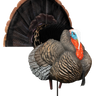 Hard Body Apex Strutter Turkey Decoy