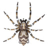 LHSPIDER02