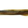 PFGSE10SMD